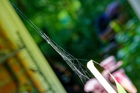 White spider web stretched across a garden with herbs Stock Photos