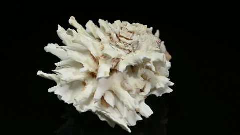 White spiky coral seashell on a glossy black background Stock Footage 317478933