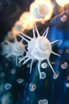 White spiky shell shapes in blue underwater light Stock Photos