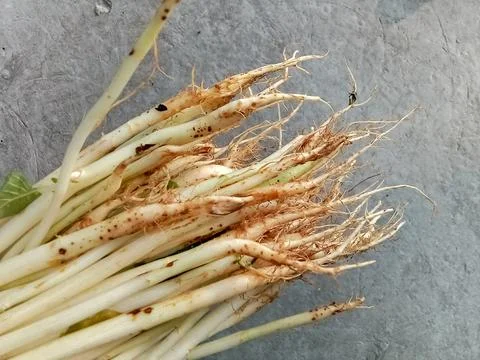 White spinach root section, closeup. Фото