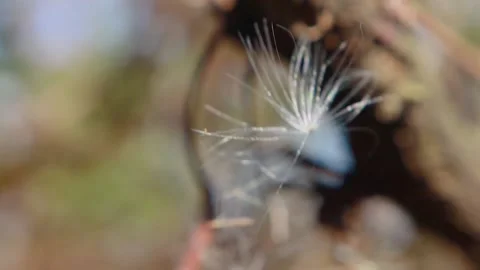 A white spine like thin flower blowing in the wind in the Fall Stock Footage 143362949