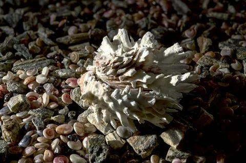 White Spiny Murex Shell on Bed of Pebbles and Small Shells Foto stock