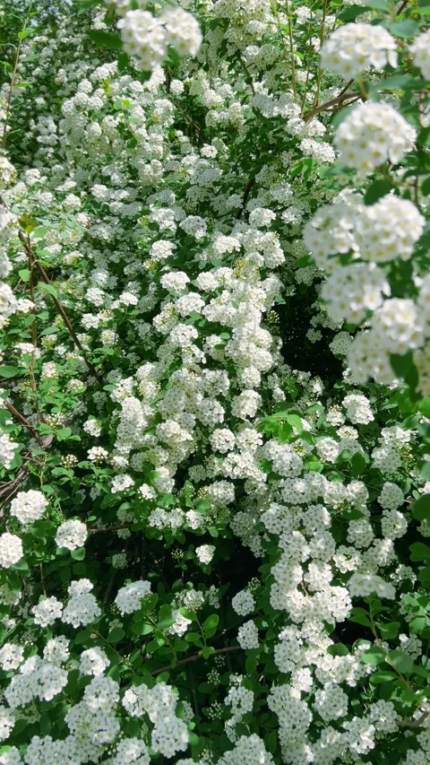 White spiraea bush is blooming profusely in the summer garden.  Video stock 338242192