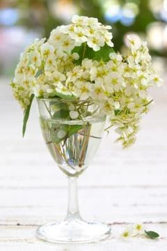 A White Spiraea Flowering Stock Photos