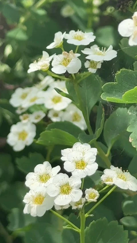 White Spiraea Flowers Blooming Stock-Footage 337006319