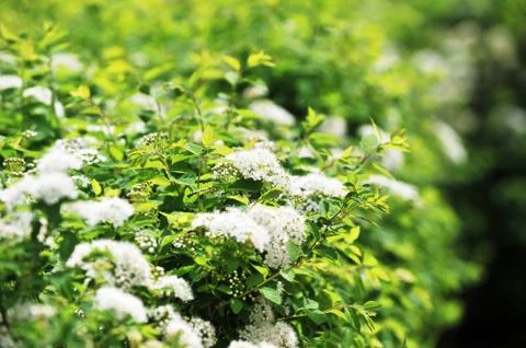 White spiraea Foto stock