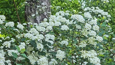 White Spiraea (Spiraea) bushy. Beautiful spring white bush moves in the wind on Stock Footage 312802500