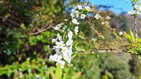 White Spiraea Thunbergii Blossoms In Spring Vídeos de archivo 345499085