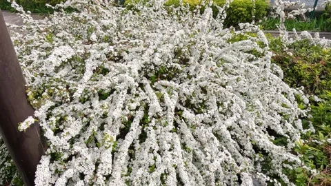 White Spiraea Thunbergii Flowers Blooming in Tokyo Park Vídeo Stock 341908790