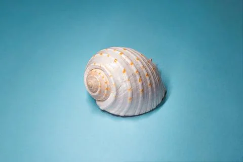 White Spiral Seashell On Blue Backdrop With Copy Space, Studio Macro Shot Stock Photos