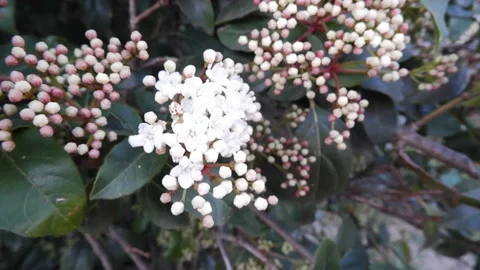 White spirea blooms in the spring Stock-Footage 172259568