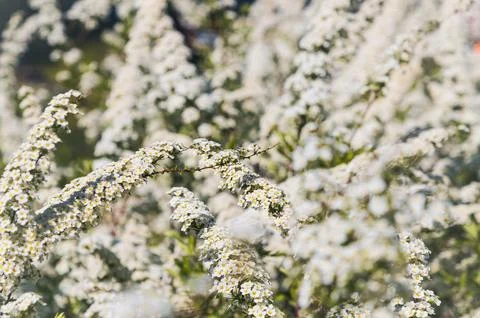 White spirea branches arching across sunlit garden path. Spiraea hypericifoli Stock Photos