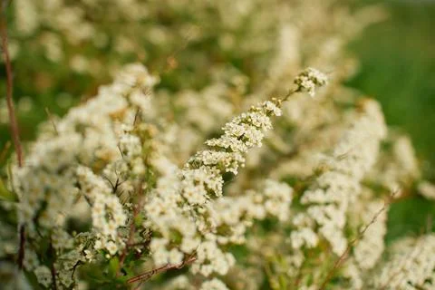 White spirea shrub branches filled with small blossoms stretching toward Stock Photos