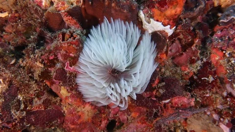 White spirograph Video stock 98653937