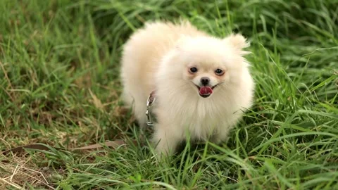 White spit dog sitting on green grass Stock Footage 249959975