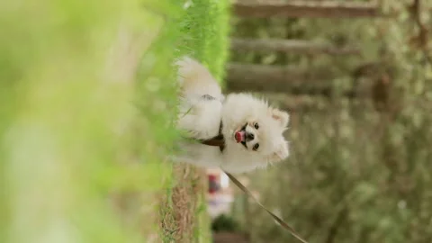 White spit dog sitting on green grass Stock Footage 251718632