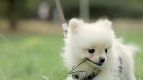 White spit dog sitting on green grass Stock Footage 257665386