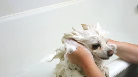 A white spitz is bathed in a bath. The owner applies shampoo to the pet's coat Stock Footage 248431364