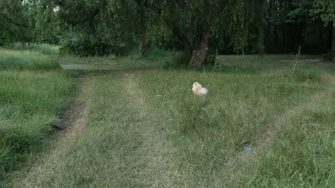 White spitz dog on grass. Cute fluffy charming white-haired Pomeranian Spitz.  Stock Footage 138869361