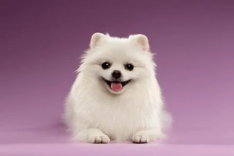 White Spitz Dog Lying on Colored Background 写真素材