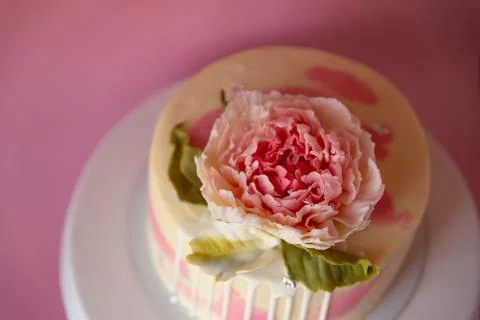 White sponge cake decorated with chocolate peony on a pink background Stock Photos