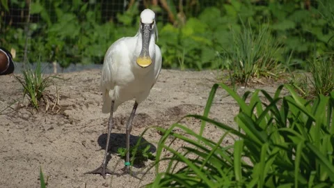 White spoonbill ibis Stock-Footage 273653253