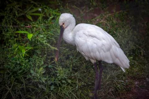 White spoonbill Stock Photos