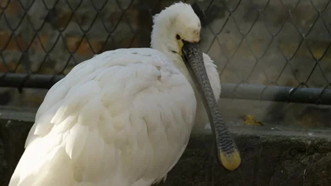White spoonbill resting on a stone edge with soft feathers and long black bill Stock Footage 325795162