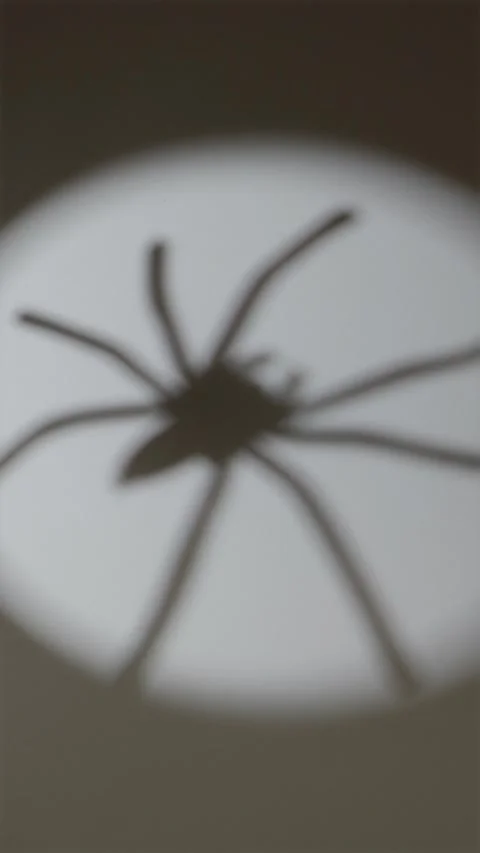 White spotlight beam on straw with moving spider shadow Stock Footage 342423520