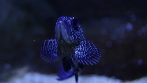 White Spotted Black fish Video stock 111558515