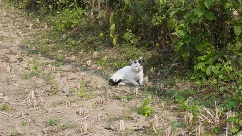 White Spotted Cat 스톡 동영상 332586092