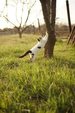 White spotted cat sharpens its claws on a tree in the garden. Photos