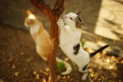 White spotted cat sharpens its claws on the grape trunkin autumn garden. Stock-Fotos
