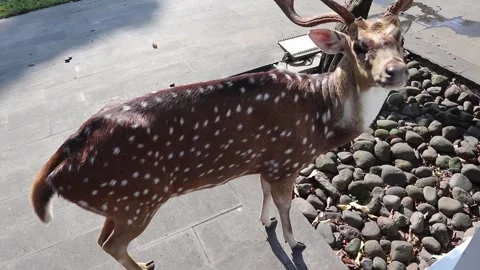 White spotted deer Stock Footage 246432911