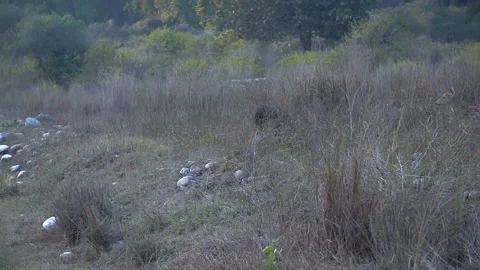 White spotted deer jumping fast and running on the road Stock Footage 170790262