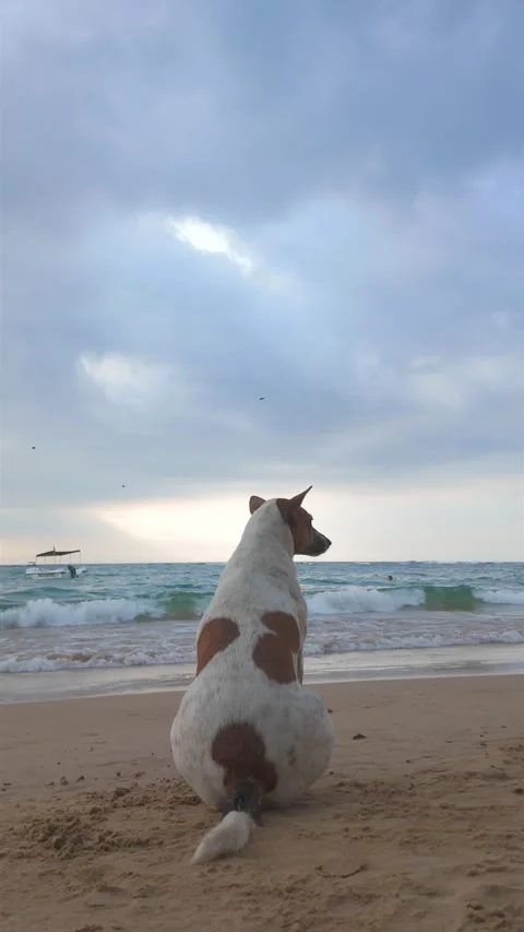 White Spotted Dog Sitting on Sandy Hikkaduwa Beach Under Dramatic Stormy Sky Stock Footage 329287635