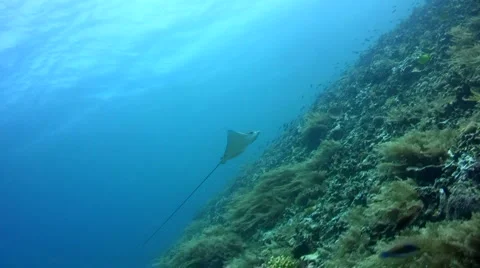 White-spotted eagle ray (Aetobatus narinari) swimming Video stock 6929603