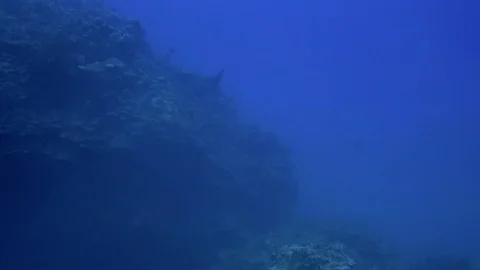 White Spotted Eagle Ray Close Up Or Spotted Stingray Swimming &amp; Diving In Blue 스톡 동영상 113581101