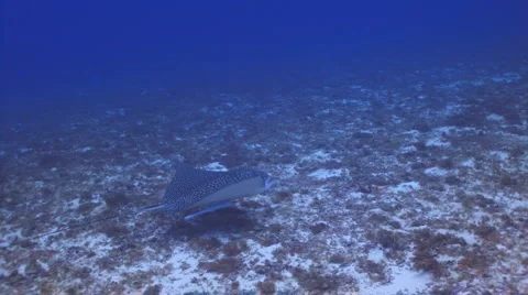 White-spotted Eagle Ray 库存影片 1068112