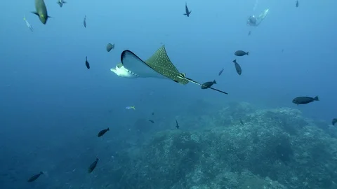 White-spotted eagle ray swimming in the blue surrounded by fishes Stock-Footage 102288452