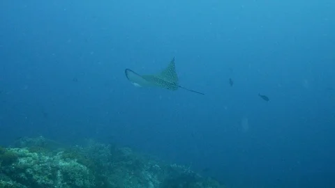 White-spotted eagle ray swimming over reef and giant trevally behind Stock Footage 112459602