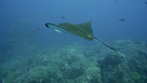 White-spotted eagle ray swimming over reef Stock Footage