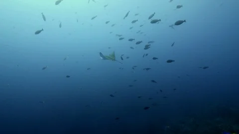 White-spotted eagle ray swimming in the blue surrounded by fishes Stock Footage 112461194