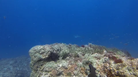 White Spotted Eagle Ray Swimming Over Rocky Coral Reef In Blue Sea Water Stock Footage 114980097