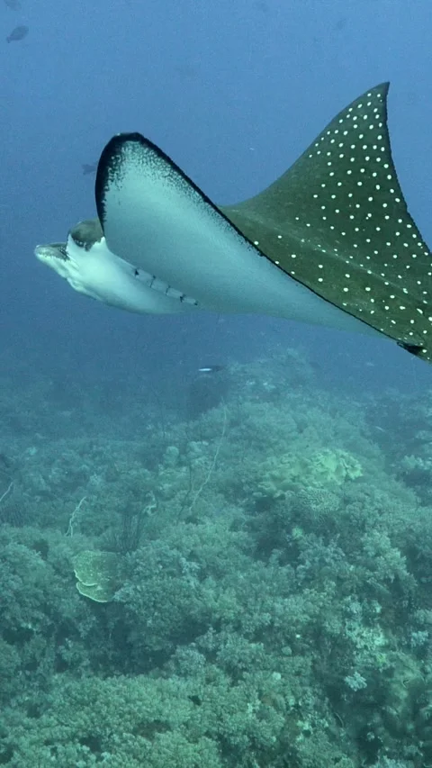 White-spotted eagle ray swimming over reef Stock-Footage 228829915
