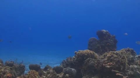 White-spotted Eagle Rays Vídeo Stock 11190229