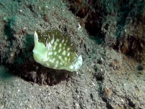 White-spotted elysia (Elysia sp.) moving  on the sand during niht dive Stock Footage 88297664