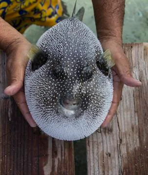 White spotted fish 스톡 사진