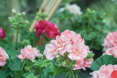 White spotted geranium flower close up geranium pelargonium Stock Photos