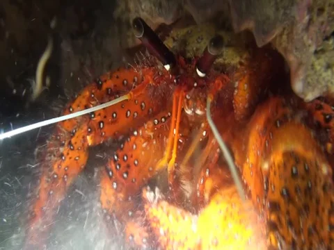 White-spotted hermit crab  (Dardanus megistos) eating in the night in Indonesia Stock Footage 79343920